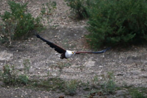 African Fish Eagle