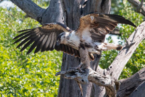 African Fish Eagle