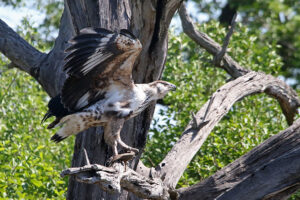 African Fish Eagle