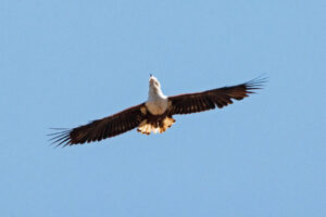 African Fish Eagles