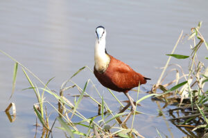 African Jacana