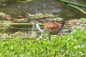 African Jacana