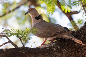 African Mourning Dove