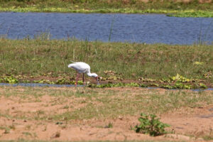 African Spoonbill