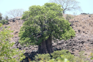 Baobab Tree