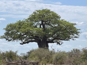 Baobab Tree