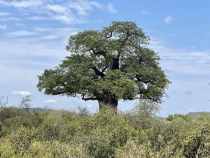 Baobab Tree