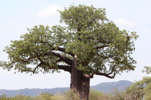 Baobab Tree