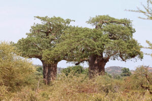 Baobab Tree