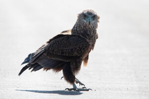 Bateleur