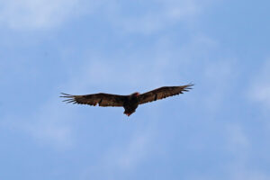 Bateleur