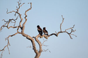 Bateleur