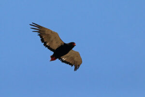 Bateleur