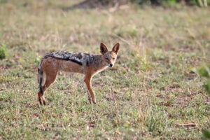 Black Backed Jackal