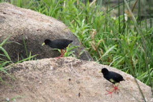 Black Crake