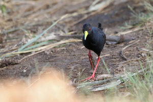 Black Crake