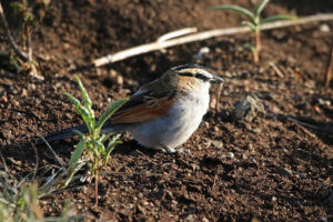 Black Crowned Tchagra