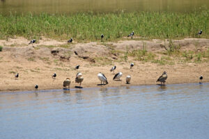 Blacksmith Lapwing