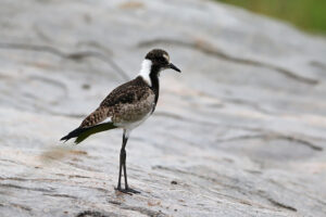 Blacksmith Lapwing