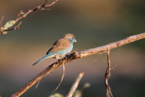 Blue Waxbill