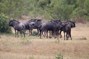 Blue Wildebeest