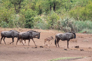 Blue Wildebeest