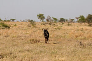 Blue Wildebeest