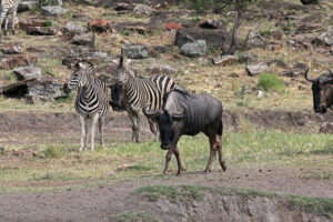 Blue Wildebeest