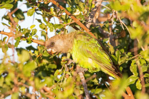Brown Headed Parrot