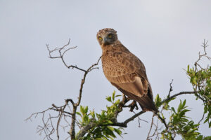 Brown Snake Eagle
