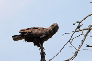 Brown Snake Eagle