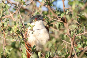 Burchells Coucal