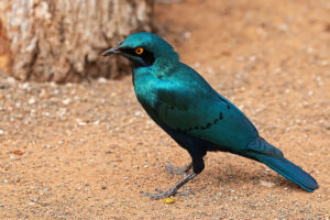 Cape Glossy Starling