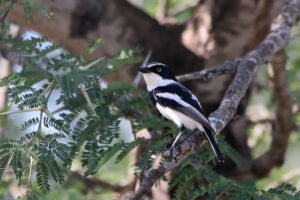 Chinspot Batis