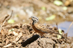 Cinnamon Breasted Bunting