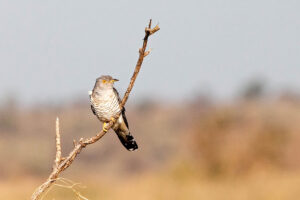 Common Cuckoo