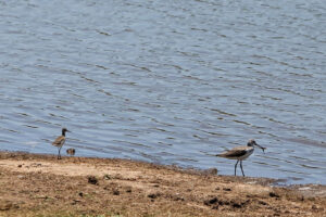 Common Greenshank