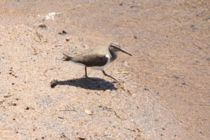 Common Sandpiper