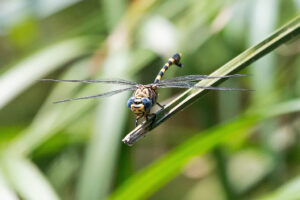 Common Tigertail