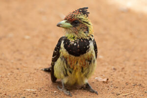 Crested Barbet