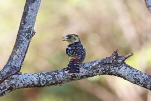 Crested Barbet