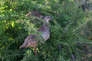 Crested Francolin