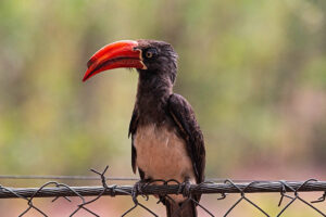 Crowned Hornbill