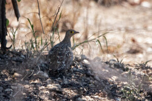 Double Banded Sandgrouse