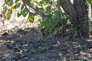 Double Banded Sandgrouse