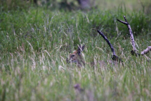 Duiker