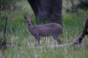 Duiker