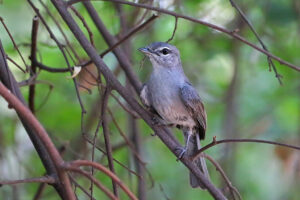 Dusky Flycatcher