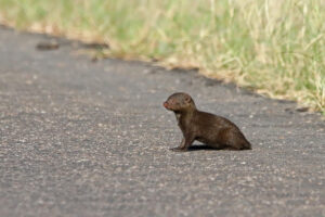 Dwarf Mongoose