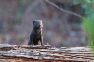 Dwarf Mongoose